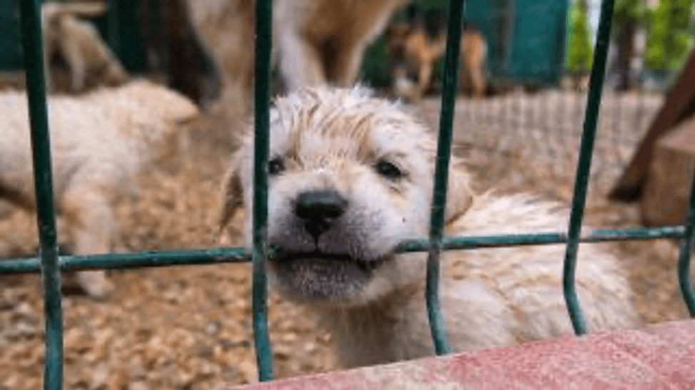 Puppy Prison Break - FoMA Pets