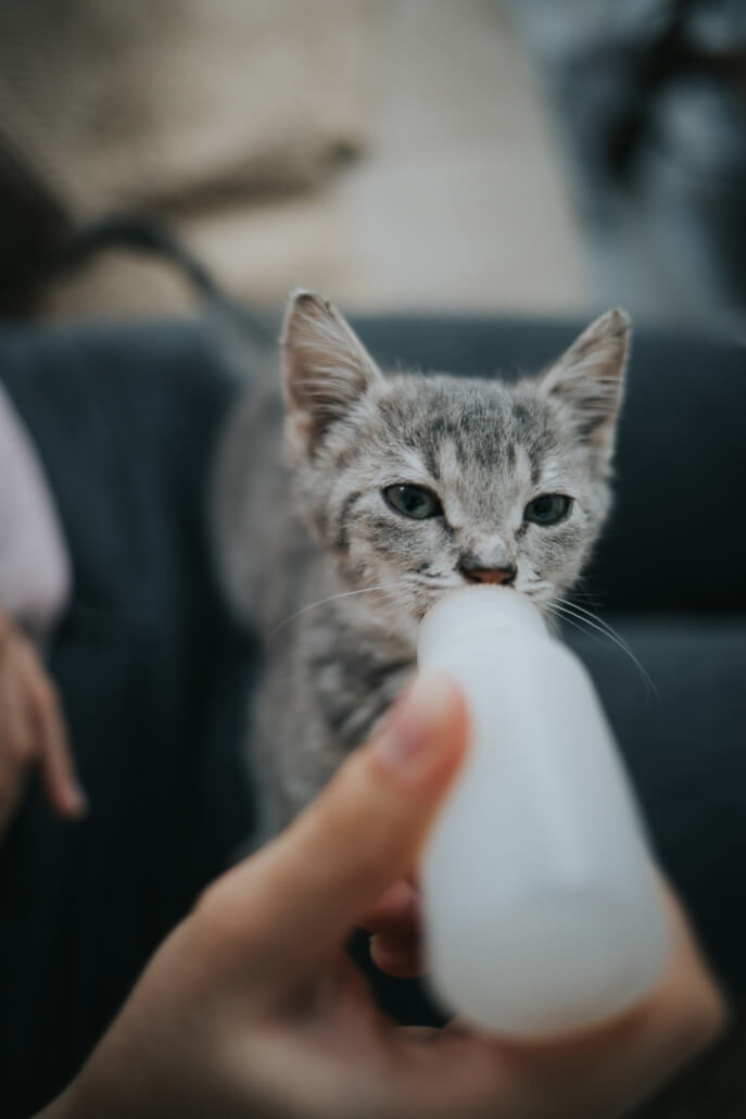 Bottle Fed Kitten - FoMA Pets