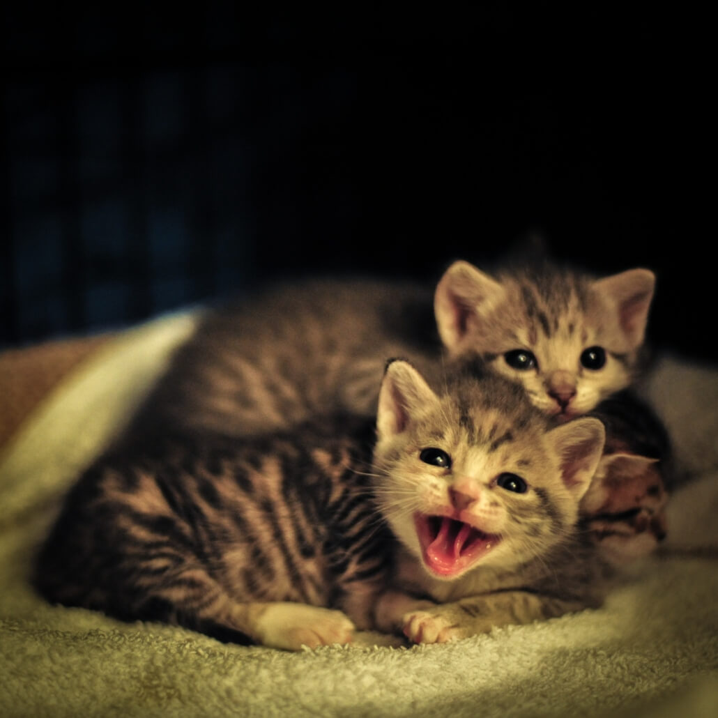 Newborn Kittens - FoMA Pets