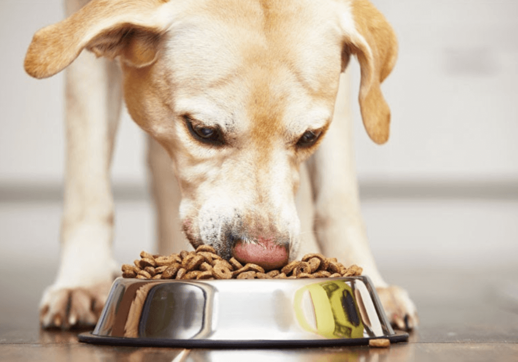 Consistent Eating Habits - FoMA Pets