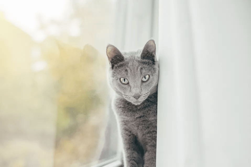 What Cat Breeds Are Right For You? - FoMA Pets