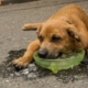 Help Your Pets "Beat the Heat"